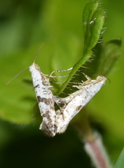 Argyresthia curvella