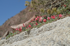 Chesneya ferganensis