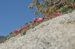 Chesneya ferganensis