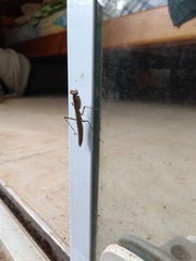 Mantodea