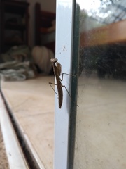 Mantodea