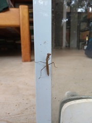 Mantodea