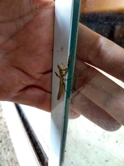 Mantodea