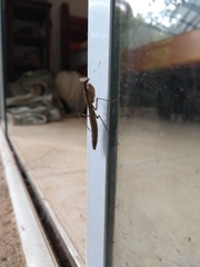 Mantodea