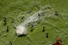 Araneae