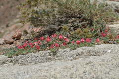 Chesneya ferganensis