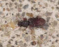 Berginus tamarisci