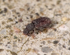 Berginus tamarisci