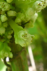 Cuscuta coryli
