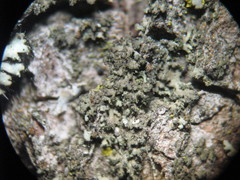 Phaeophyscia nigricans