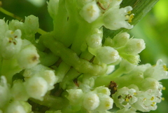 Cuscuta coryli
