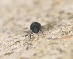 Sminthurinus niger