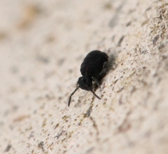Sminthurinus niger