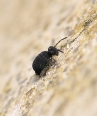 Sminthurinus niger