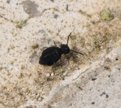 Sminthurinus niger