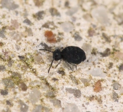 Sminthurinus niger