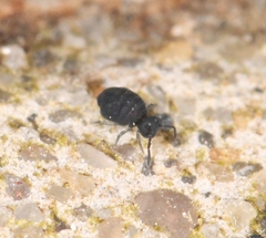 Sminthurinus niger
