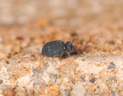 Sminthurinus niger