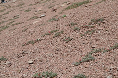 Chesneya ferganensis