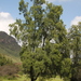 Soapbark Tree - Photo (c) andresamenabar, some rights reserved (CC BY-NC)
