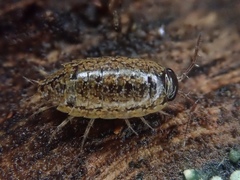 Ligidium hypnorum
