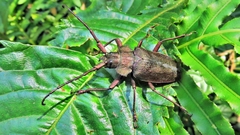 Pyrodes nitidus