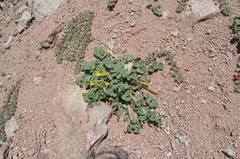Chesneya nikitinae