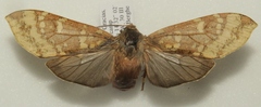 Hemihyalea labecula