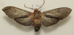 Hemihyalea