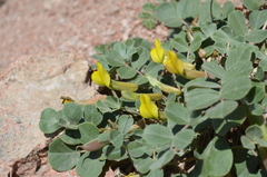 Chesneya nikitinae