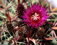 Ferocactus latispinus