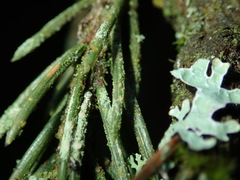 Fellhanera bouteillei