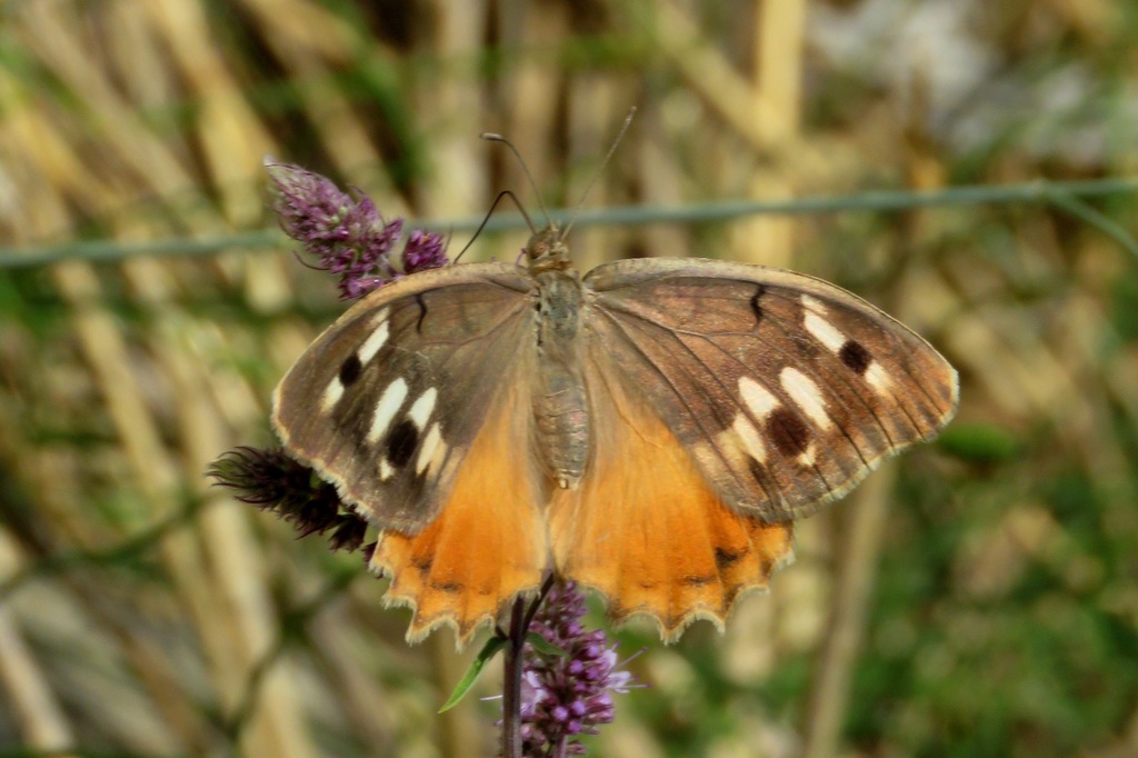 Chazara bischoffii