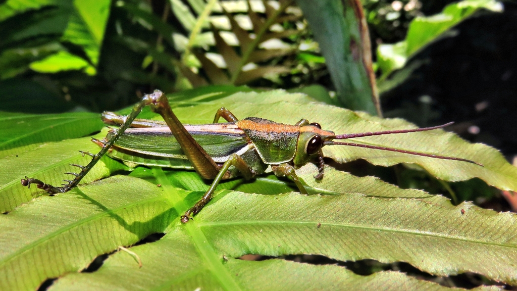 Staleochlora trilineata