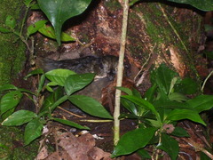 Grallaria guatimalensis