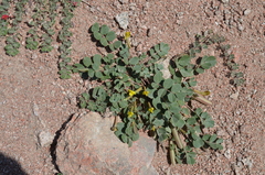 Chesneya nikitinae