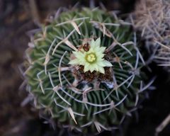 Echinofossulocactus phyllacanthus