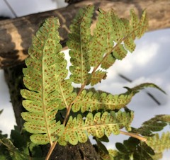 Dryopteris clintoniana