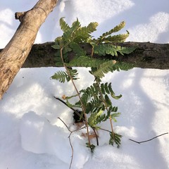 Dryopteris clintoniana