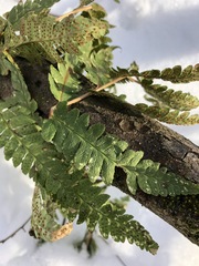 Dryopteris clintoniana