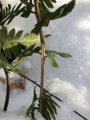 Dryopteris clintoniana