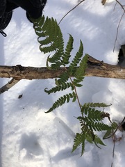 Dryopteris clintoniana
