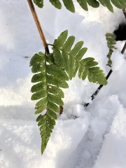 Dryopteris clintoniana
