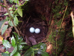 Grallaria guatimalensis