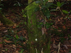 Grallaria guatimalensis