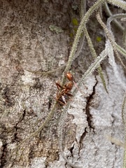Ophiocordyceps camponoti-floridani