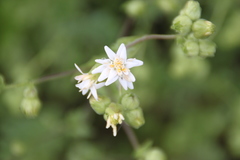 Moscharia pinnatifida