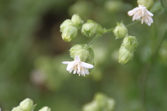 Moscharia pinnatifida