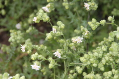 Moscharia pinnatifida