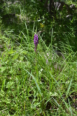 Dactylorhiza umbrosa